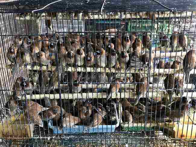 Lintas 12 - Para ahli memperingatkan risiko biosekuriti di Pasar Burung Bali yang ramai.