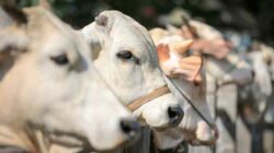 Anggota DPRD Batu Bara Fraksi PDIP menjadi tersangka kasus penipuan jual beli sapi - Lintas 12 Portal Berita Indonesia