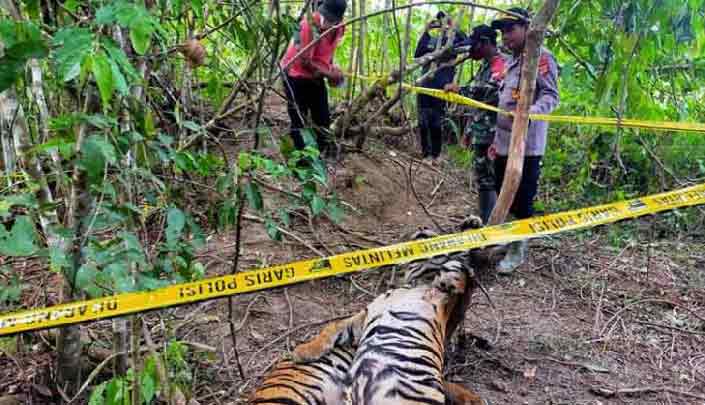 

Petugas kepolisian mengamankan lokasi ditemukannya harimau sumatera mati di Desa Sri Mulya, Kecamatan Peunaron, Kabupaten Aceh Timur, pada Minggu (24 April 2022). [Foto: ANTARA/HO-Humas Polres Aceh Timu]