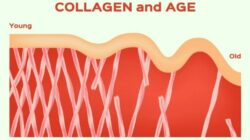 Suplemen Kolagen: Apa yang Terjadi pada Tubuh Anda Saat Anda Mengonsumsi Setiap Hari?