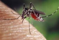Ilustrasi: Cara Efektif Mengusir Nyamuk Tanpa Menggunakan Obat Antinyamuk