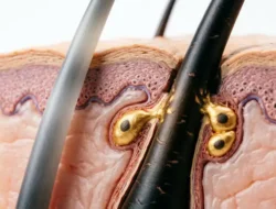 Studi Terbaru: Rambut Beruban Bisa Kembali Hitam Alami, Ini Kata Peneliti